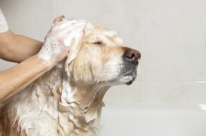 Dog Shampoo