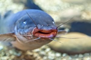 Catfish characteristics