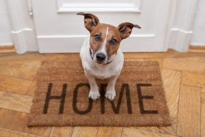 Dog Alone