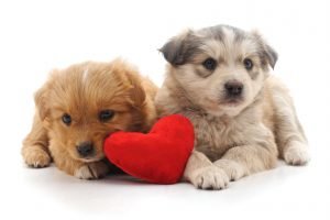 Heart Beat Toys