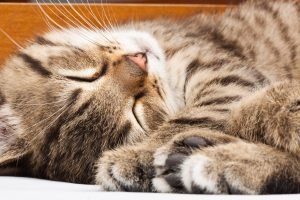 Poisoning in cats