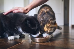 Meals That Heal—the 10 Best Food for Cats With Allergies