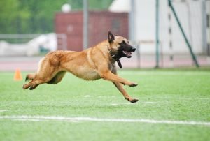Belgian Shepherd Malinois