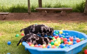How to stimulate the puppy with games and activities