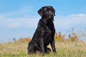 Black labrador retriever