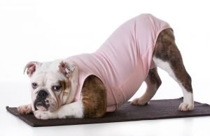 Dog Exercise