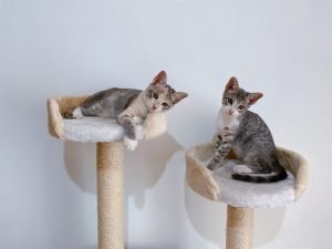 Cat Trees