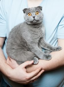 Carthusian cat: Tips, care and characteristics