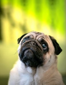 Why Does My Dog Limp: Causes of Lameness in Dogs