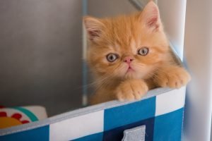 Tricks to teach your cat to use the litter box