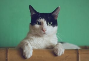 Ragdoll Cat