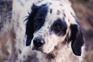Canine distemper in Dogs