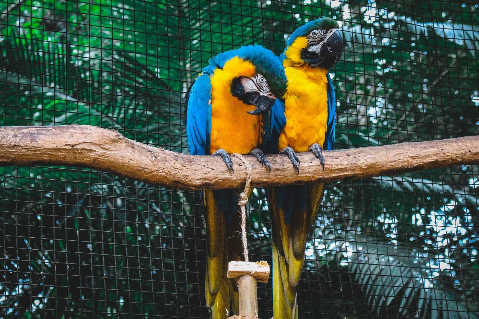 Blue and Gold Macaw