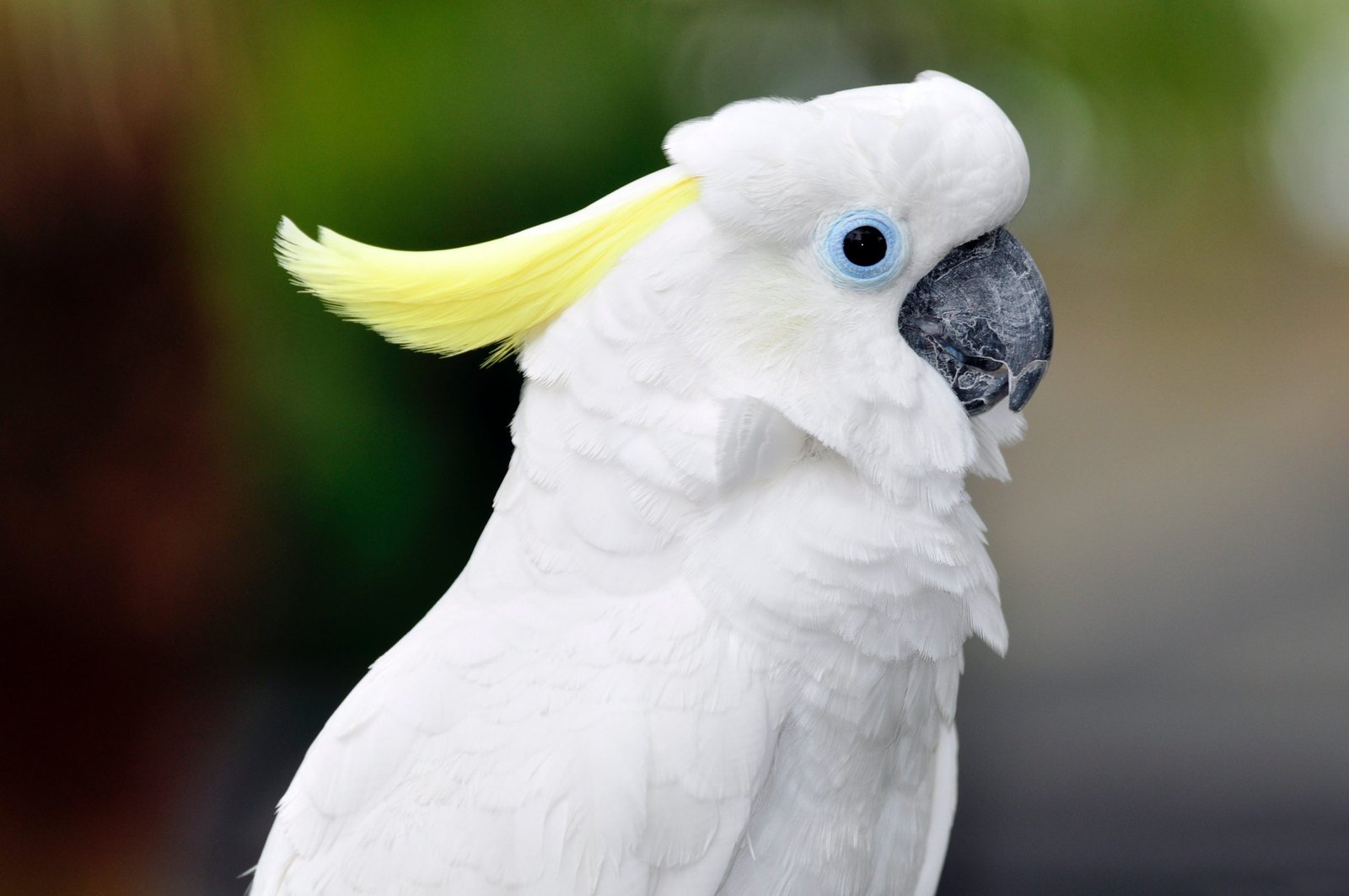 Pink-Breasted Cockatoo