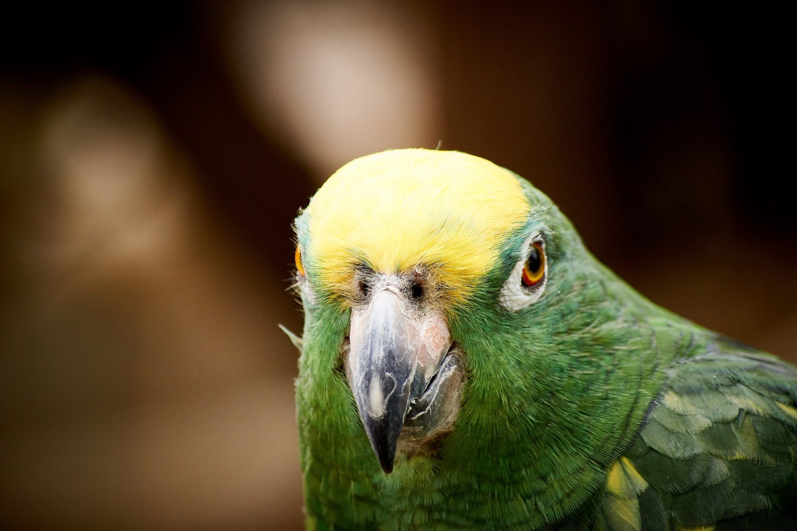 Lilac Crowned Amazon