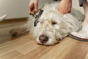 What is scabies in dogs and how is it spread?