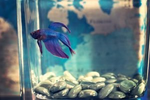 Raising fish in the aquarium: everything you need to know
