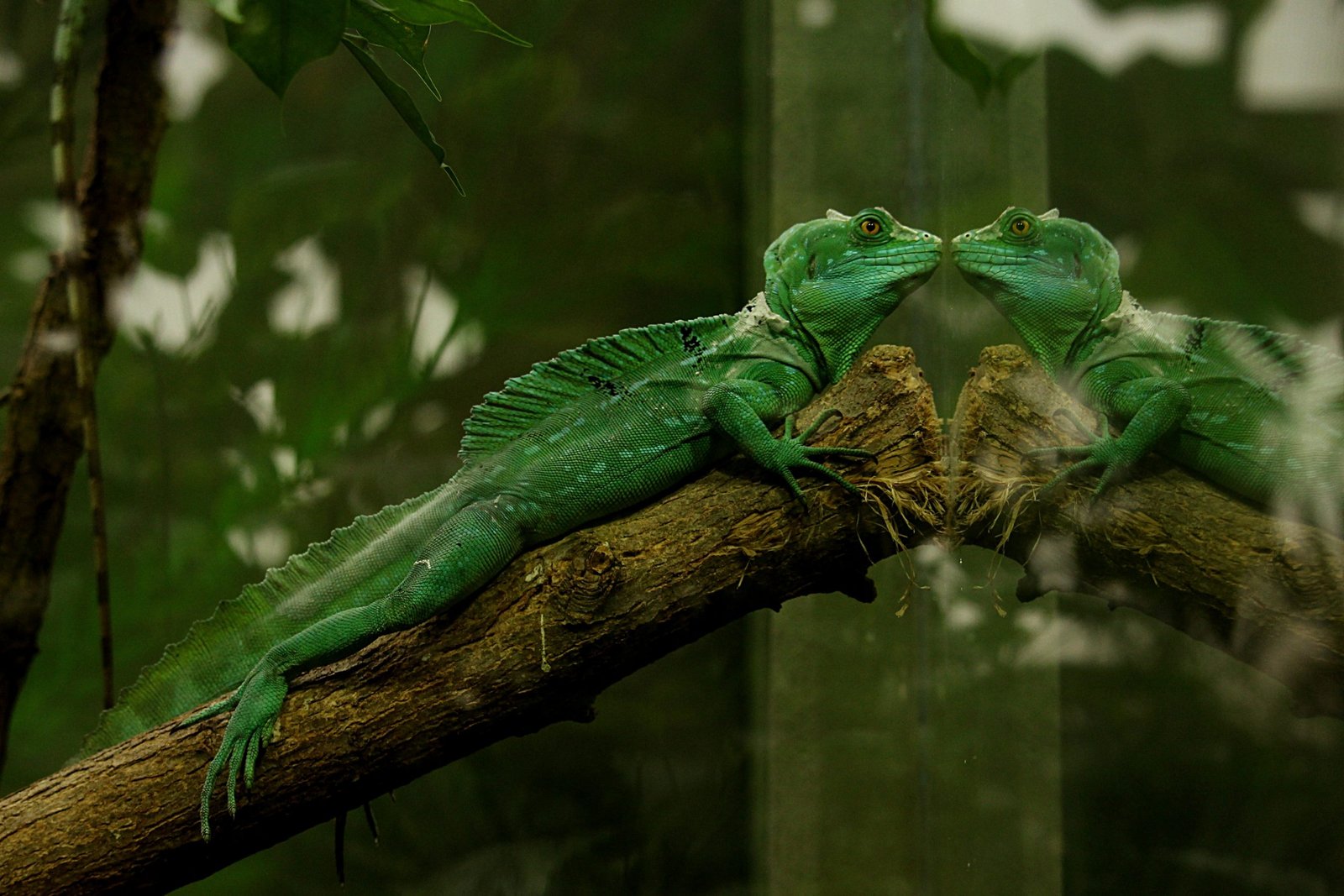 Reptile Pet