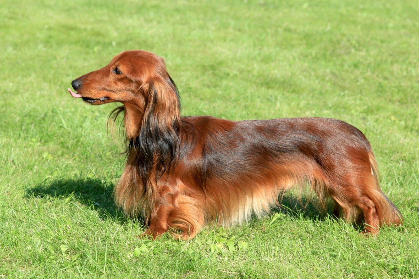 Dachshund Long Haired