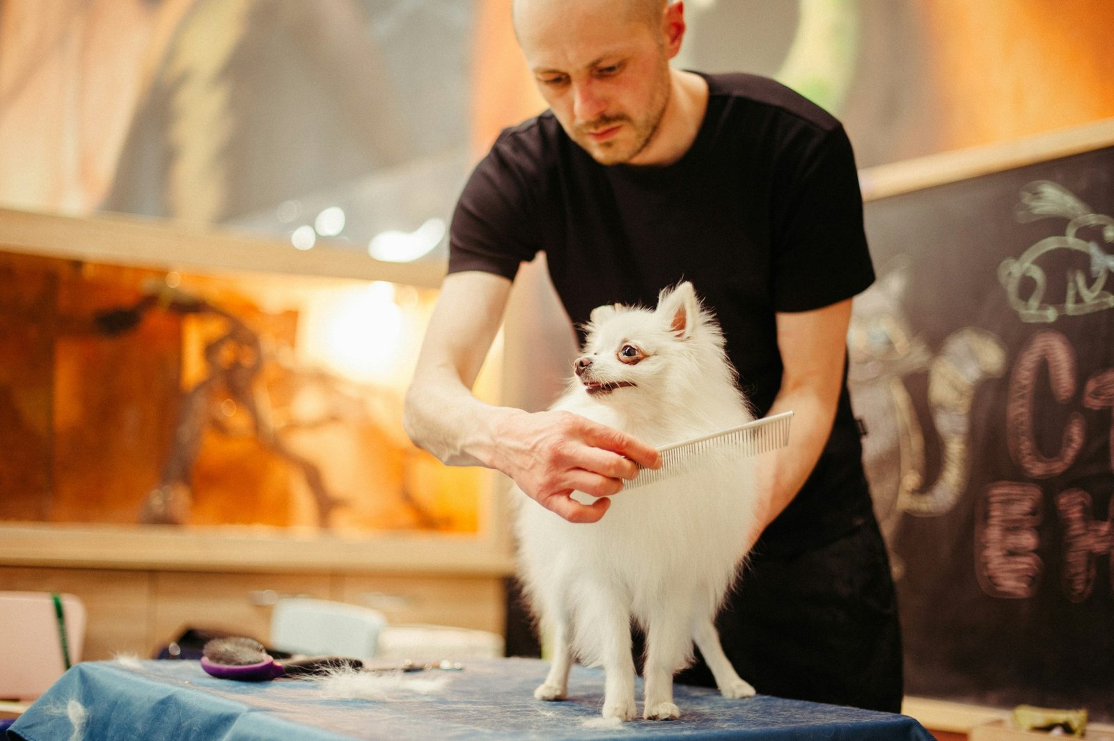 dog grooming in 2024