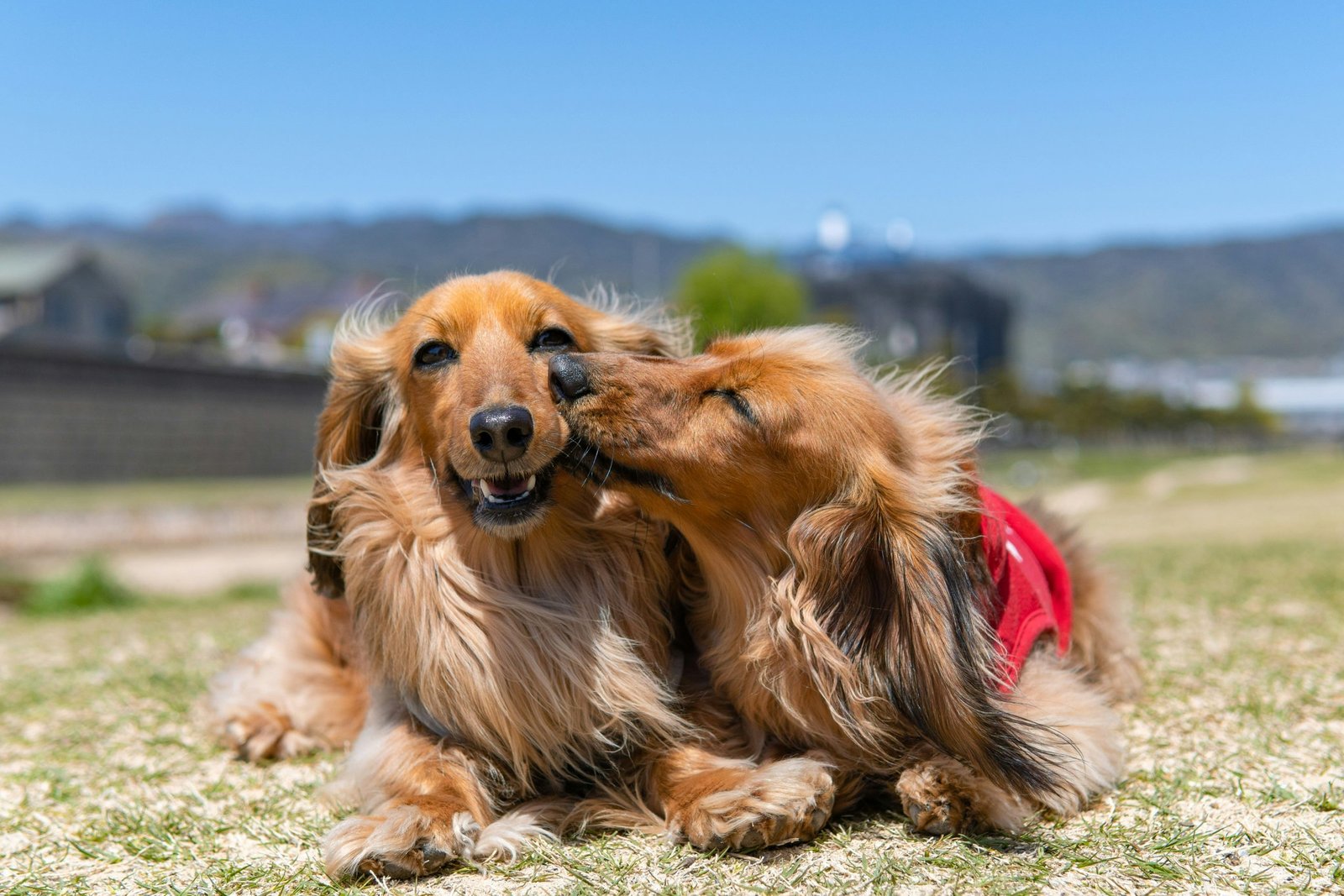 Dachshund Long Haired